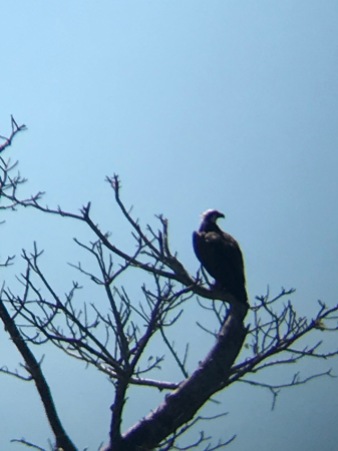 Punta Blanca-Father Eagle watching the surrounding area