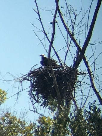 Punta Blanca-Mother Eagle sitting over the nest